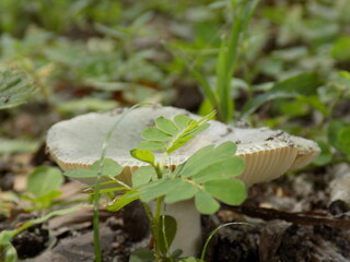 A beautiful mushroom close up