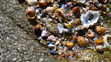 Bunte Muscheln am Strand als Hintergrund im Atlantik Frankreich