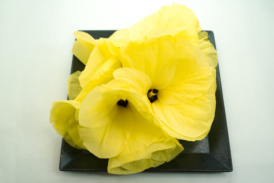 436 Best 陸蓮根 Images Stock Photos Vectors Adobe Stock