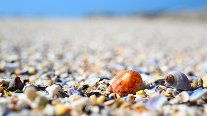 Shells and mussels as a colorful background on atlantic beach and ocean.