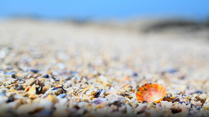 Shells and mussels as a colorful background on atlantic beach and ocean.