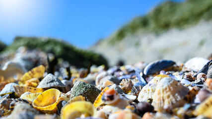 Muscheln am Strand vor Dünen am Atlanitk in Frankreich