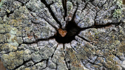 Wood stake weathered with a split