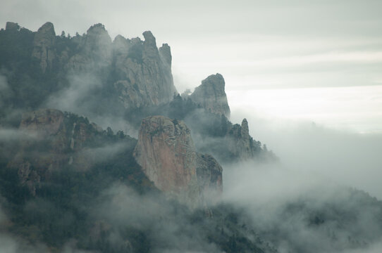 paisaje con pinos verdes en invierto con neblina en pachuca hidalgo 