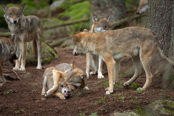 Naklejka na ściany i meble Eurasian wolf, canis lupus lupus, hiding in the forest. Europe nature. Wolf lying down in nature. Successful predator in the forest. Pack with offspring. Rare predator in European nature