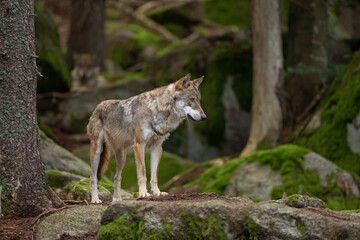 Naklejka na ściany i meble Eurasian wolf, canis lupus lupus, hiding in the forest. Europe nature. Wolf lying down in nature. Successful predator in the forest. Pack with offspring. Rare predator in European nature