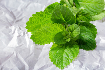 Purple sage plant on the table