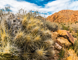 Strawberry Hedgehog (Echinocereus Stramineus) Cactus  In The Grapevine Hills, Big Bend National Park, Texas, USA