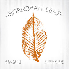 Hornbeam Leaf Vintage Print Style Illustration with Authentic Logo Lettering from Autumn Leaf Edition of Graphic Herbarium - Black and Rusty on Grunge Background - Stamp Style Graphic Design
