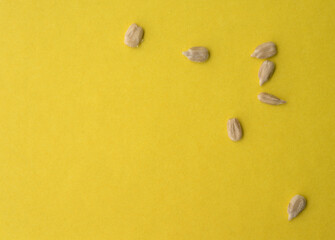 Sunflower seeds picture with empty space yellow background