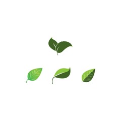 leaf icon