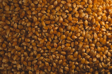 Naklejka premium Many Organic Popcorn Kernels seeds , top view