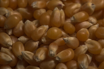 Organic Popcorn Kernels seeds macro close up portrait, selective focus