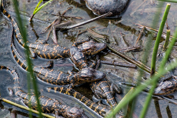 Alligator Hatchlings  (Alligator mississippiensis)   On The Wetlands Walkway On The Creole Nature Trail, Sabine National Wildlife Refuge, Louisiana, USA