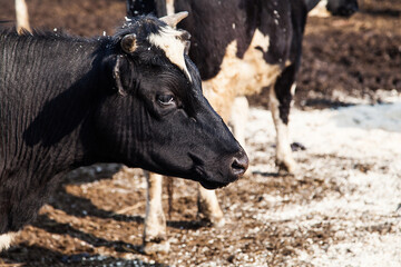 Black and white cows on animal farm