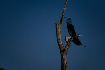 vulture on tree