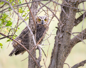 Great horned owl