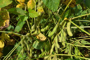 だだちゃ豆の畑 枝豆の王様 山形県鶴岡市