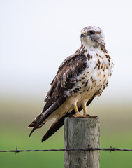 Hawk