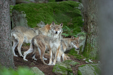 Eurasian wolf, canis lupus lupus, hiding in the forest. Europe nature. Wolf lying down in nature. Successful predator in the forest. Pack with offspring. Rare predator in European nature