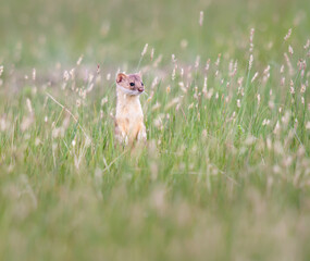 Long tailed weasel