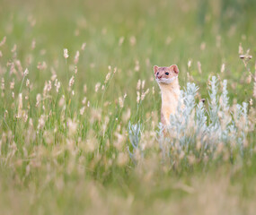 Long tailed weasel
