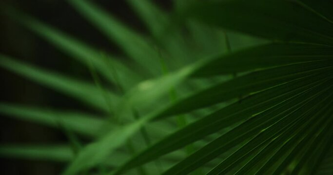 Close up of lush green palm set against a dark jungle background in the forest