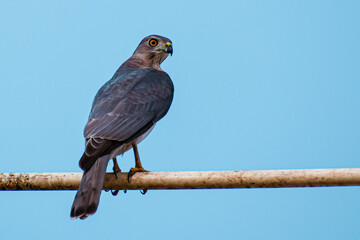 The crested goshawk is a bird of prey from tropical Asia. It is related to other diurnal raptors such as eagles, buzzards and harriers, and thus placed in the family Accipitridae