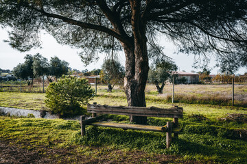 A beautiful wooden bench in a public park under a pine tree on a calm evening with small branchy spruce on the left and an even layer of grass on the ground around, Alcochete, Portugal