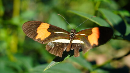 mariposa voladora 2