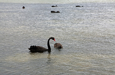 Fototapeta premium Black swan - Sorrento, Victoria, Australia