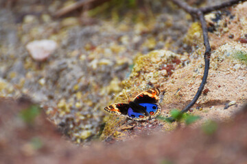 Butterfly on the sand