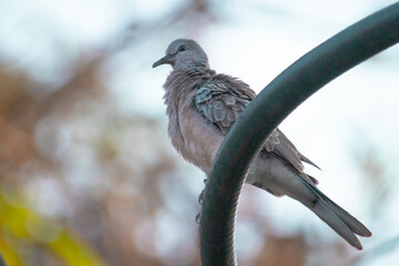 The zebra dove also known as barred ground dove, is a bird of the dove family, Columbidae, native to Southeast Asia. They are small birds with a long tail - Powered by Adobe