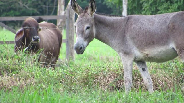 a donkey and a cow eating grass