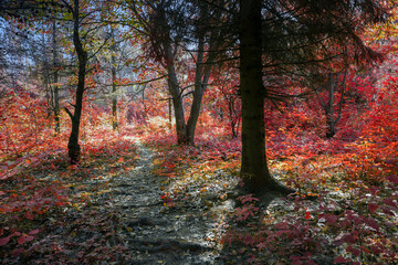 Obraz premium Autumn natural background. Forest landscape in red. A narrow path in a grove after falling leaves.