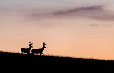 Fototapeta na wymiar Deer silhouette