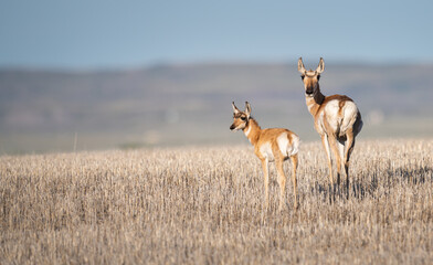 Pronghorn in the prairies