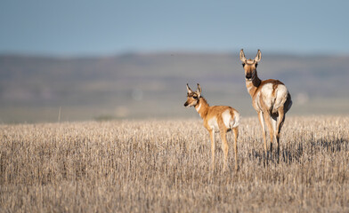 Pronghorn in the prairies