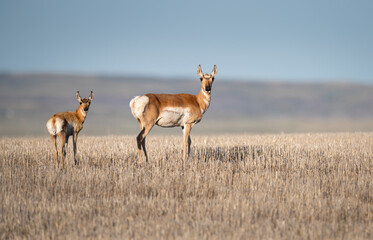 Pronghorn in the prairies