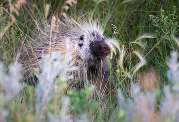 Porcupine in the wild