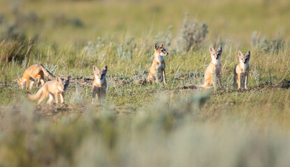 Endangered swift fox in the wild