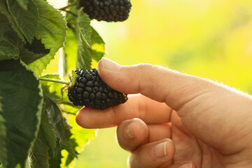 Naklejka na ściany i meble Woman picking blackberries in garden on sunny day, closeup