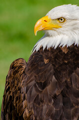 Eagle Looks Left