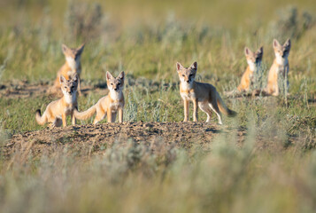 Endangered swift fox in the wild