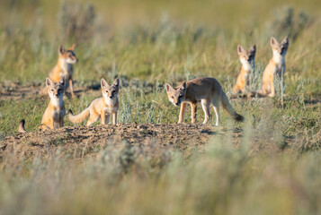 Endangered swift fox in the wild
