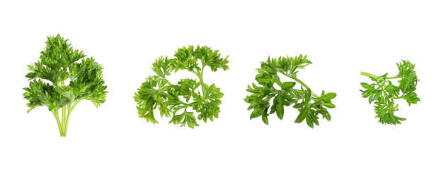Set of green curly parsley on white background. Banner design