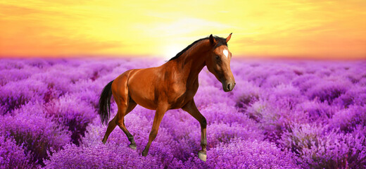Beautiful horse running in lavender field at sunset. Banner design
