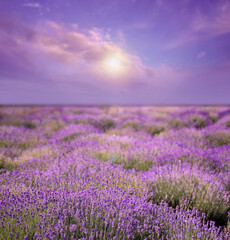 Obraz premium Beautiful sky over lavender field on sunny day