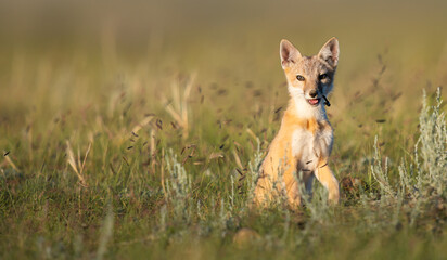 Endangered swift fox in the wild