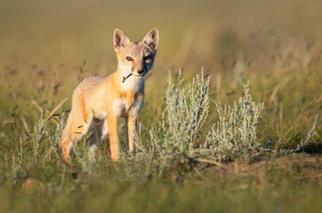 Endangered swift fox in the wild